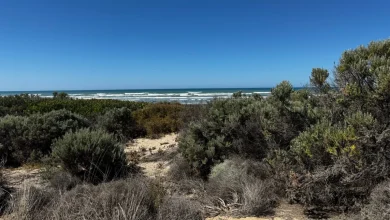 Adelaide weather forecast for Tuesday November 11th and the days ahead