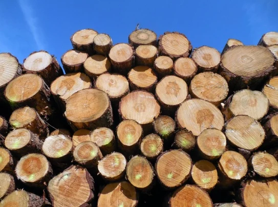 Administration on the horizon for timber distribution group