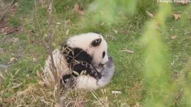Adorable panda cub tries to wake up fellow cub at Chengdu breeding base