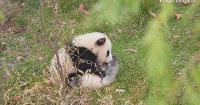 Adorable panda cub tries to wake up fellow cub at Chengdu breeding base