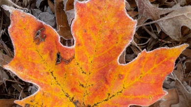 Advisory: Frost possible in Arlington early Friday