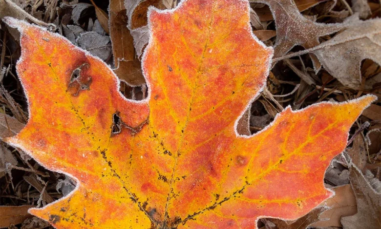 Advisory: Frost possible in Arlington early Friday