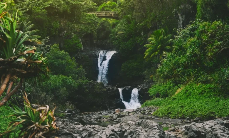 After 25 Series, How Can I’m a Celeb Keep Viewers Hooked?