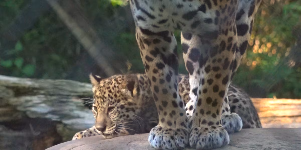 Alexandria Zoo is hosting the debut of its new baby jaguar!