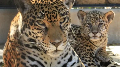 Alexandria Zoo's new jaguar cub, a girl named Solana, makes her public debut