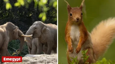 Animal rights activist urges transformation of Dublin Zoo into native wildlife sanctuary