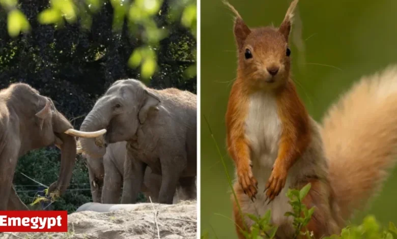 Animal rights activist urges transformation of Dublin Zoo into native wildlife sanctuary