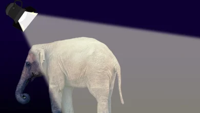 Arctic Frost Is a Real Scandal