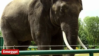 Are modern zoos still relevant today?