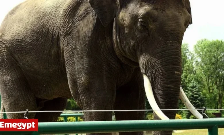 Are modern zoos still relevant today?