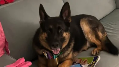 Arnie dog death was inside job, police now claim