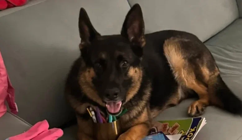 Arnie dog death was inside job, police now claim