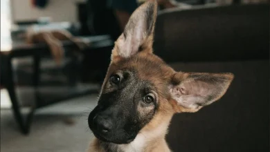 Asia Morning Briefing: Even Prediction Markets Didn’t See Bitcoin’s Selloff Coming