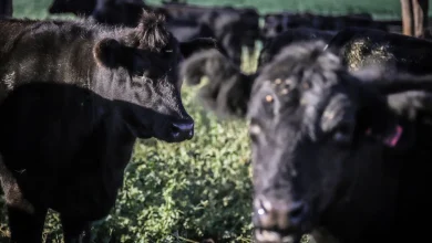 Australia Notches a Win Amid Trump Tariffs on Gold, Beef Exports