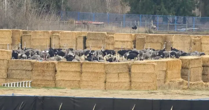 B.C. ostrich cull started a ‘new kind of war’ after birds gunned down, family says