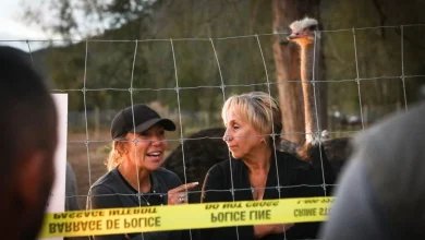 B.C. ostriches' fate in hands of Supreme Court, with cull decision imminent