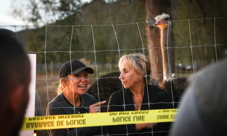 B.C. ostriches' fate in hands of Supreme Court, with cull decision imminent