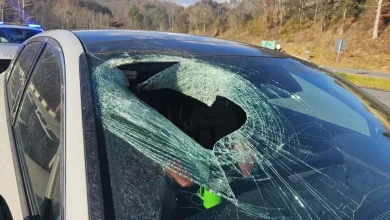Bald eagle drops cat through car windshield on North Carolina highway, driver says