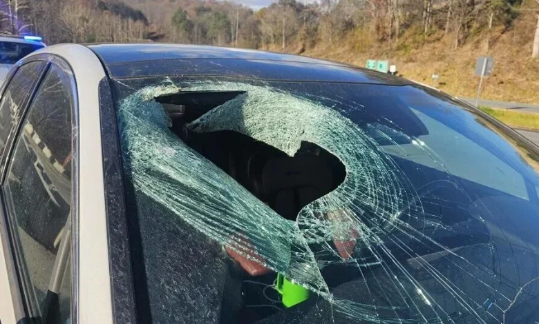 Bald eagle drops cat through car windshield on North Carolina highway, driver says