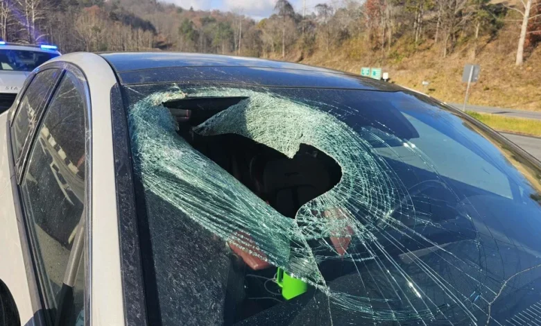 Bald eagle drops cat through windshield in North Carolina