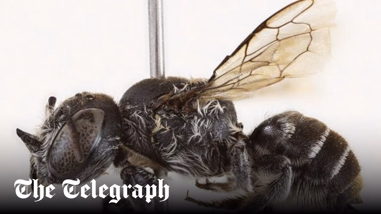 Bee species with horns discovered and named ‘Lucifer’