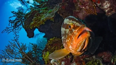 Belize Marine Conservation Successes and Challenges in Reef Protection