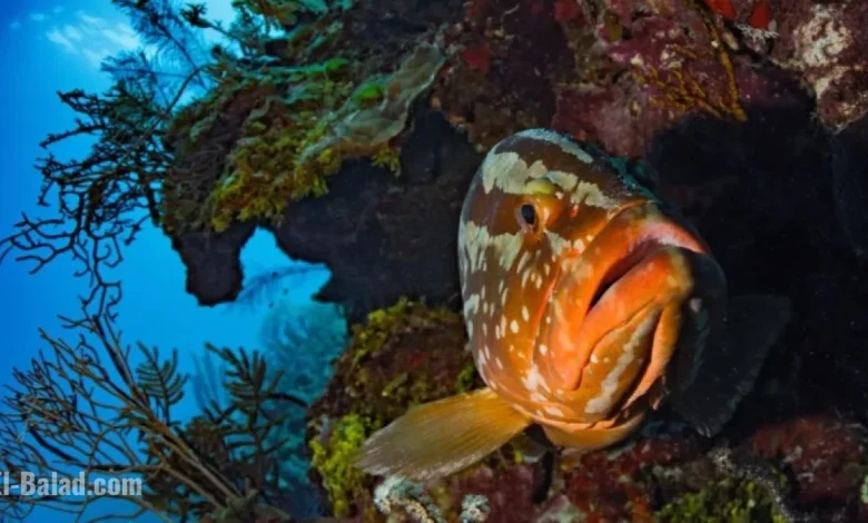 Belize Marine Conservation Successes and Challenges in Reef Protection