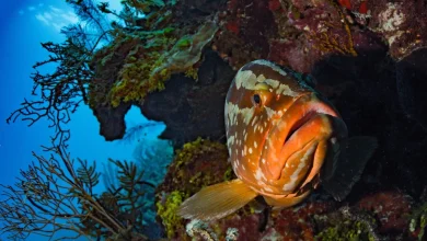 Belize’s Conservation Efforts Under Scrutiny Amid Mixed Results for Mesoamerican Reef