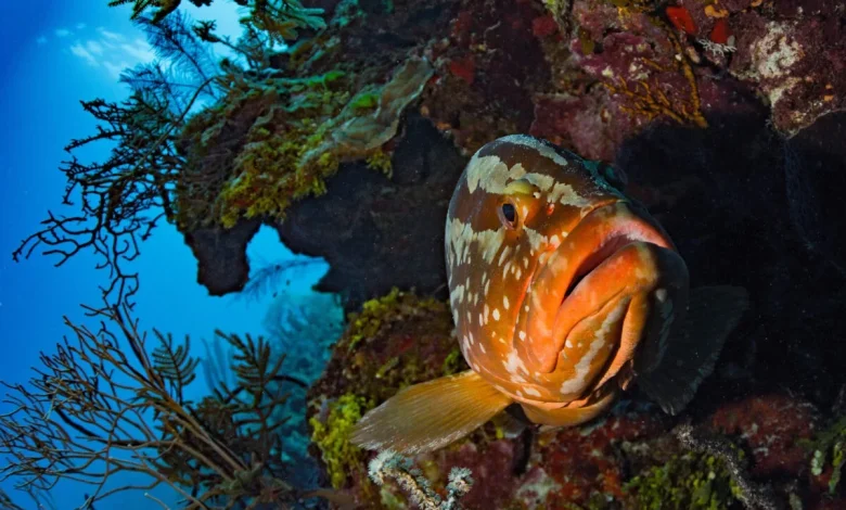 Belize’s Conservation Efforts Under Scrutiny Amid Mixed Results for Mesoamerican Reef