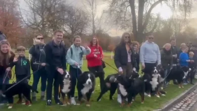 Bernese mountain dogs bid Michael D Higgins emotional farewell as presidency comes to end