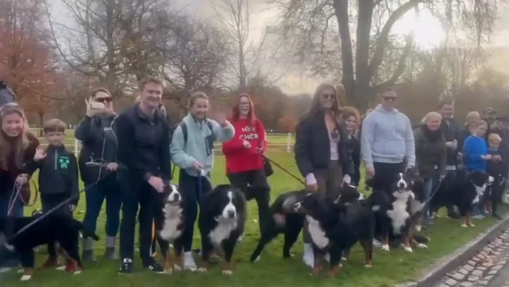 Bernese mountain dogs bid Michael D Higgins emotional farewell as presidency comes to end