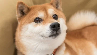 Better Buy: Dogecoin Under $1, or Shiba Inu Under $1?