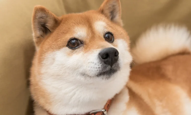 Better Buy: Dogecoin Under $1, or Shiba Inu Under $1?
