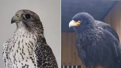 Birds of prey stolen in South West by someone who 'knows them'