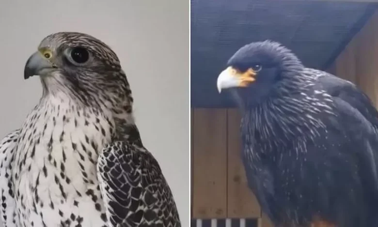 Birds of prey stolen in South West by someone who 'knows them'