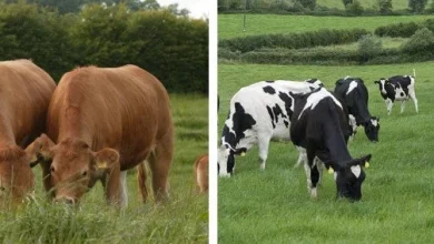 Bluetongue Case in NI Very Concerning