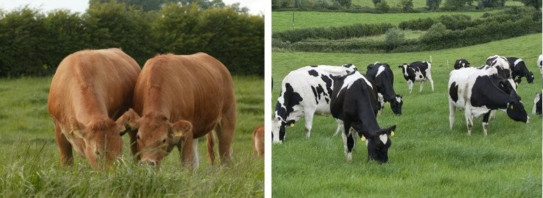 Bluetongue Case in NI Very Concerning