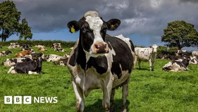 Bluetongue: First suspected case of the virus in Ireland