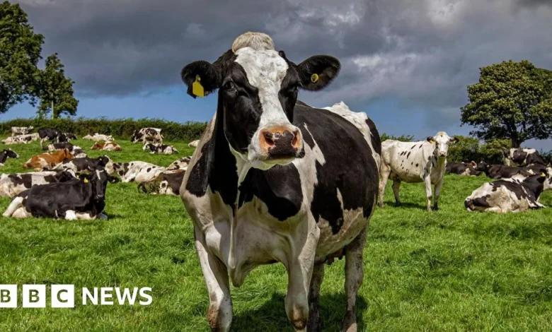 Bluetongue: First suspected case of the virus in Ireland