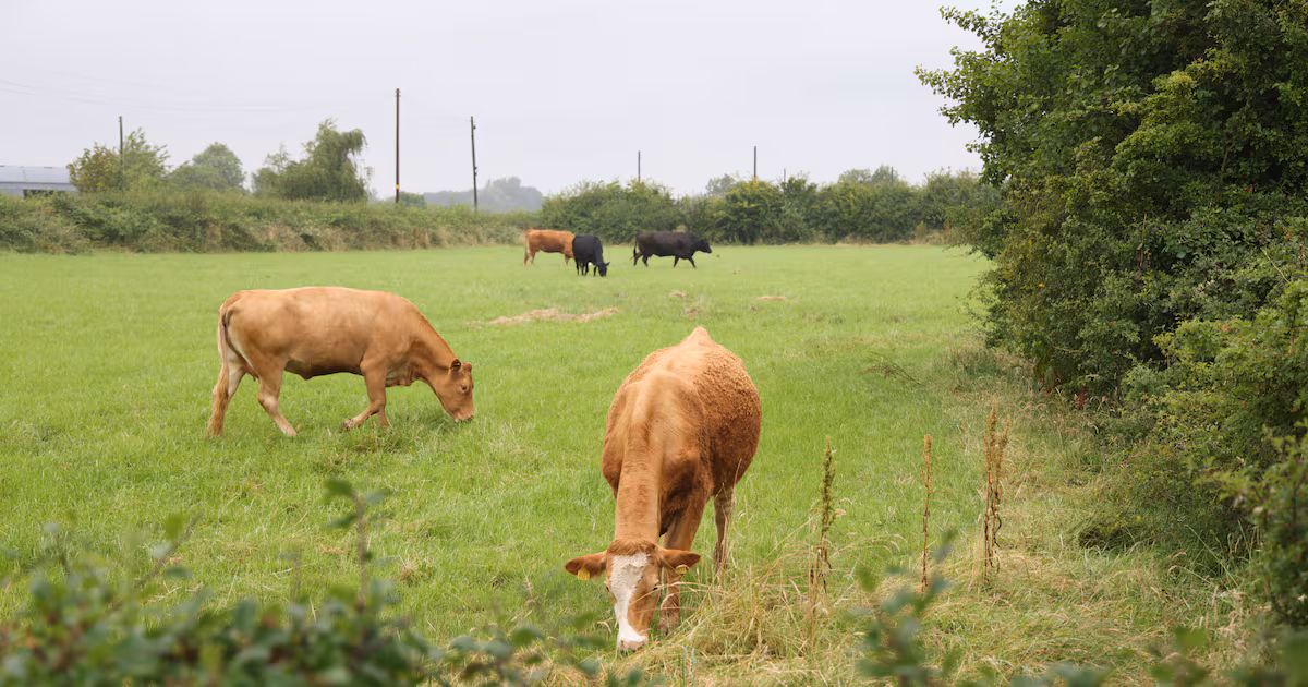 Bluetongue virus detected in cattle in Co Down, control measures in place