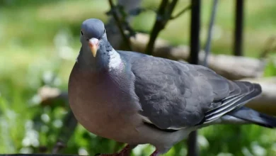 Boys Given Youth Conditional Cautions for Animal Cruelty and Criminal Damage in Bromley