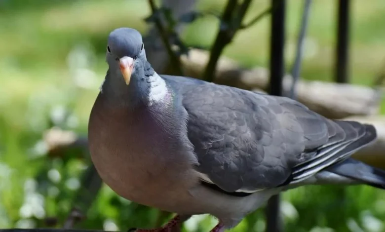 Boys Given Youth Conditional Cautions for Animal Cruelty and Criminal Damage in Bromley