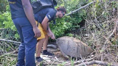 Braconnage en recul mais difficultés post-Chido, Oulanga Na Nyamba et son savoir-faire menacés