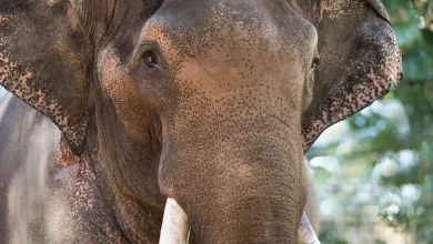 Bull Elephant on the Move to Monarto