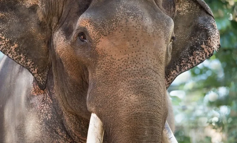 Bull Elephant on the Move to Monarto