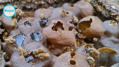 Buzzing Welcome: Hilton Opens Melipona Bee Hotel in Cancun