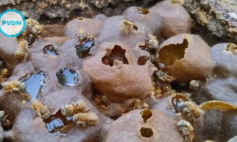 Buzzing Welcome: Hilton Opens Melipona Bee Hotel in Cancun