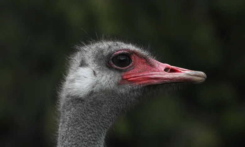 CFIA manual describes sitting on ostriches to inject lethal drug as cull ruling nears