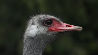 CFIA manual describes sitting on ostriches to inject lethal drug as cull ruling nears