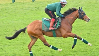 Calandagan, world's top-rated horse, takes on 3 Japanese Derby winners